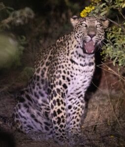 jawai safari ticket