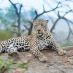 leopard in jawai