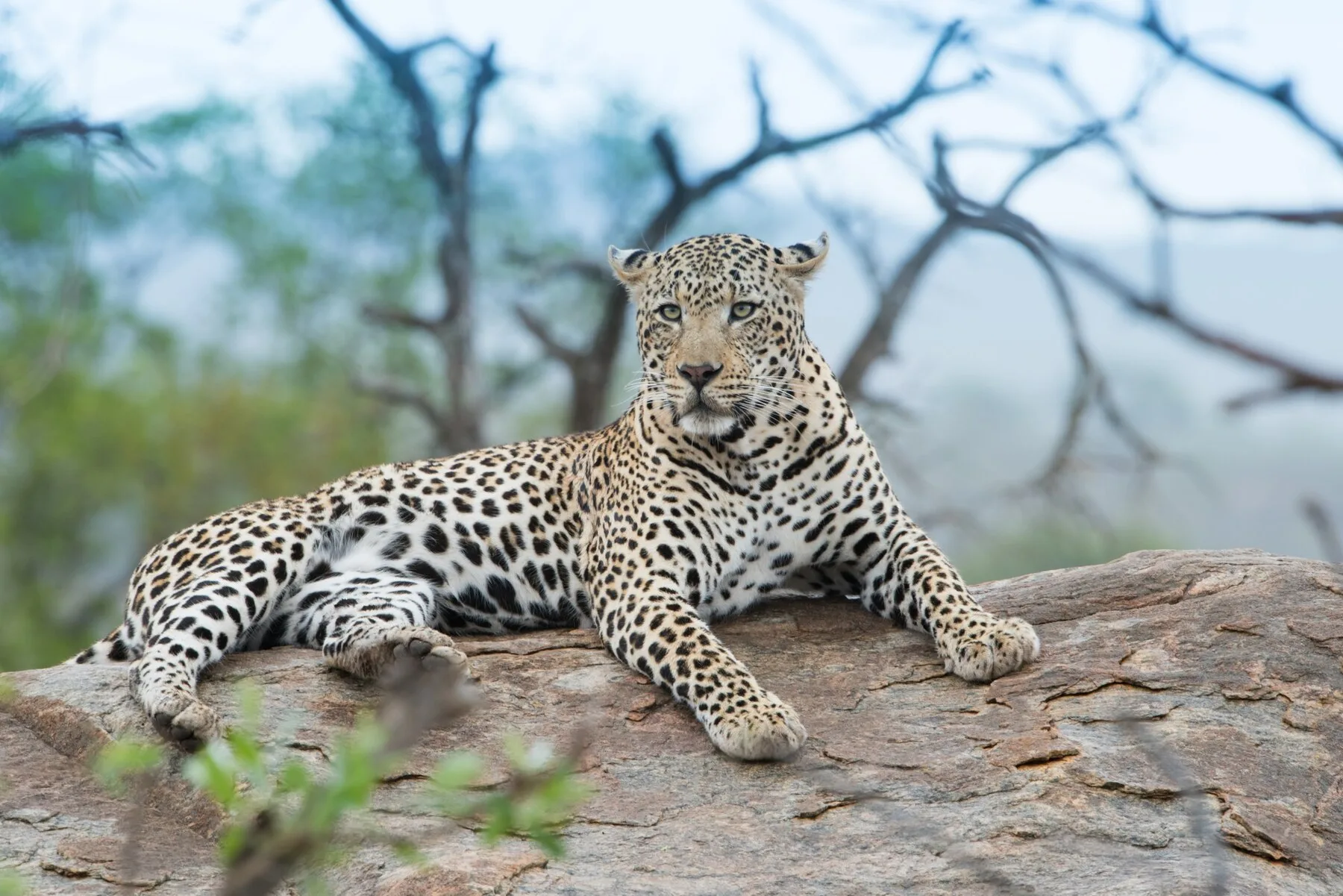 Jawai Animal View