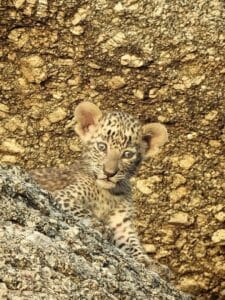 jawai safari leopards
