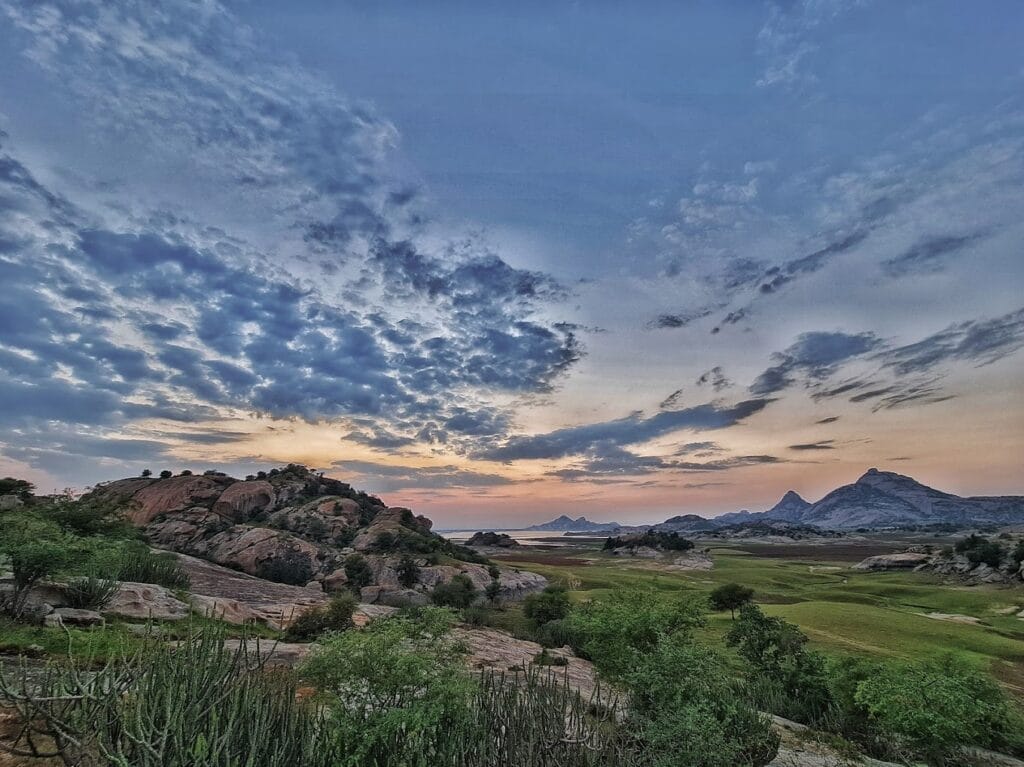 jawai morning safari