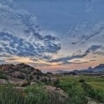 jawai morning safari