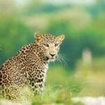 leopards of jawai