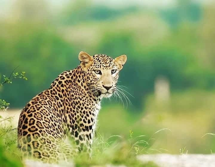 leopards of jawai
